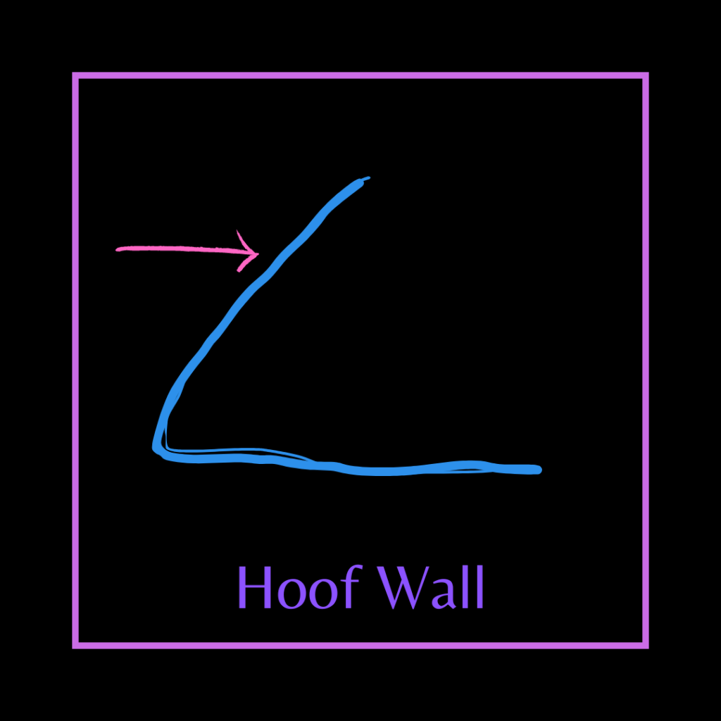 A diagram of a hoof wall is drawn out in neon colors on a black background.