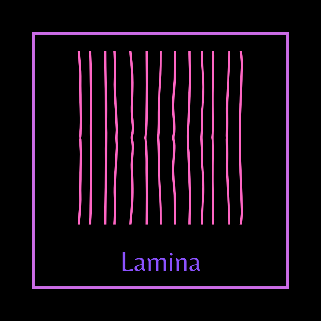 A simple diagram of lamina represented by hot pink irregular, parallel lines on a black background.