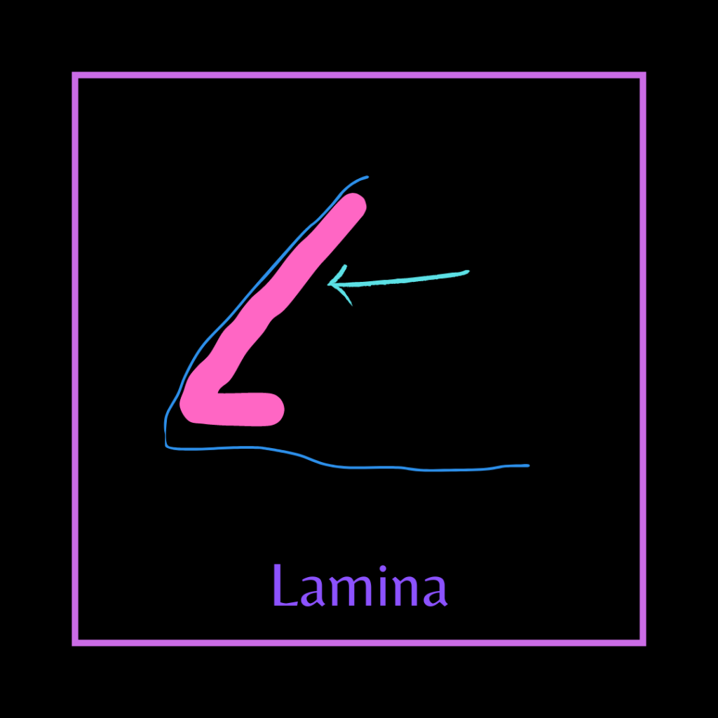 A diagram of where the lamina sits in a horse's foot. 