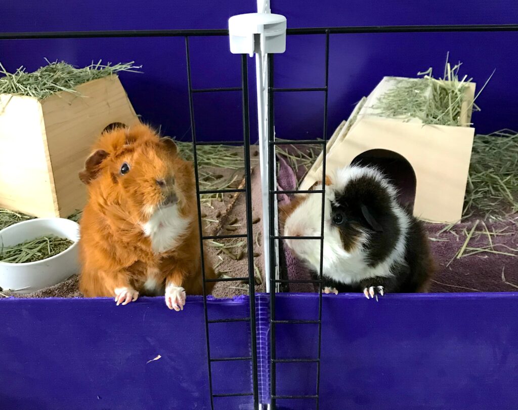two cavies looking over a purple barrier