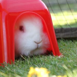 A white rabbit peaks out of a red plastic rabbit house. They are in a fenced in outdoor living space with grass.