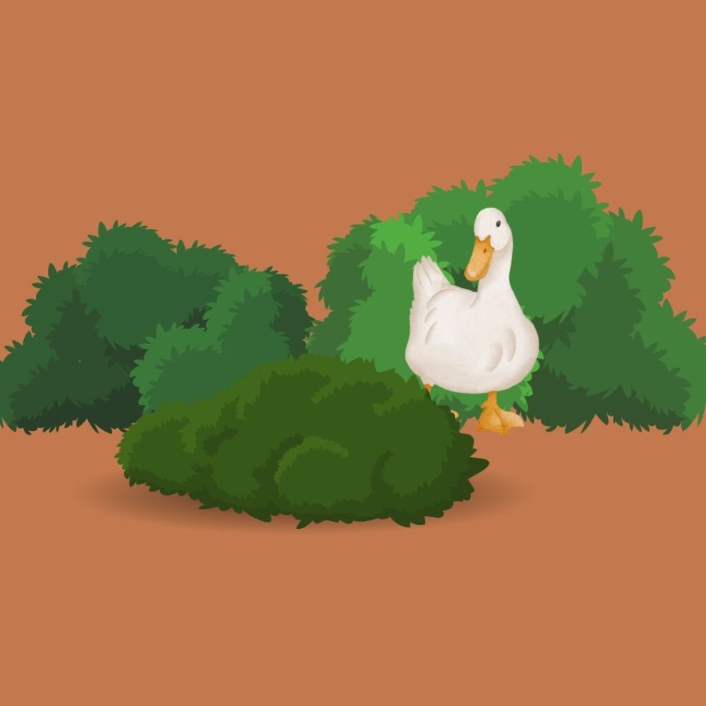 A graphic of a white duck standing amongst green bushes on an orange background.