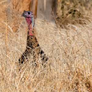 A brown turkey peaks above tall tawny grasses to get a look around.
