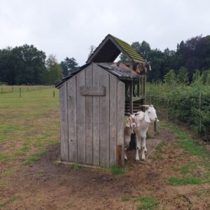 4 goats peak out of a wooden playground that allows various visual barrier opportunities.