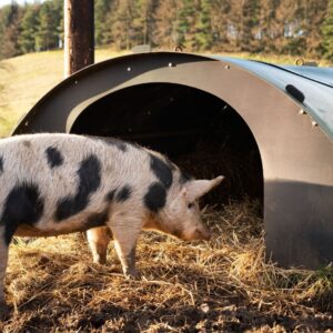 A large pig with black spots enters a domed structure that can provide shade and a visual barrier from others.