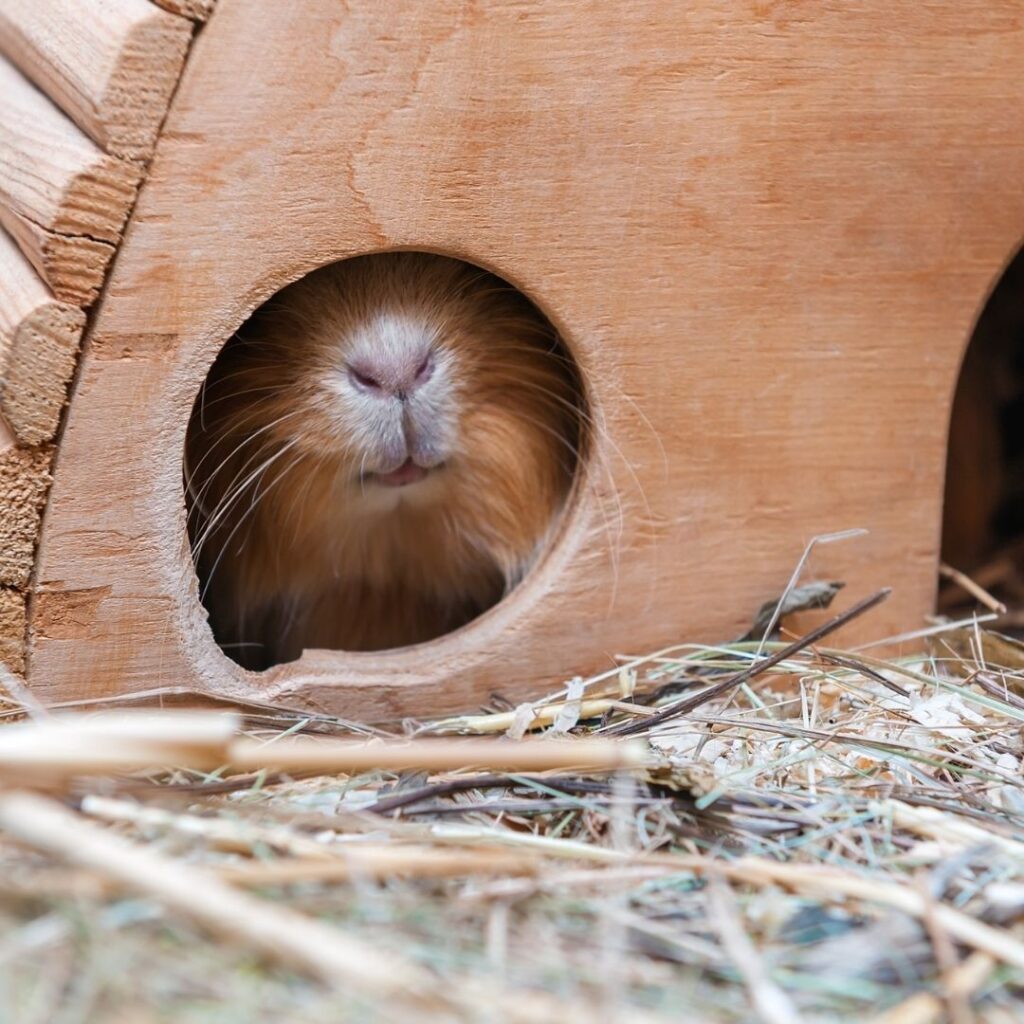 A brownish cavy (guinea pig) sticks their nose out of a wooden hut. 