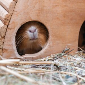 A brownish cavy (guinea pig) sticks their nose out of a wooden hut.