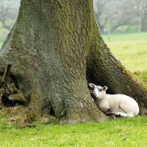 A white sheep with black spots on their face curls up at the base of a large tree.