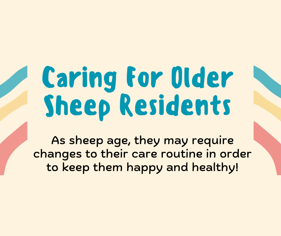 Caring For Older Sheep Residents Infographic - The Open Sanctuary Project