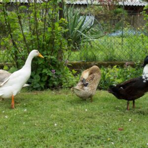 Several ducks, one white, one brown, one black and white are in a yard with different bushes and foliage that can act as a visual barrier between individuals.