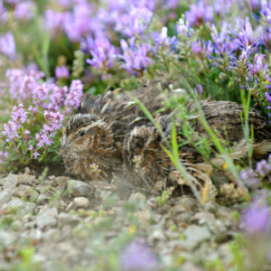 Two quail nestle down amongst plants with purple flowers for cover.