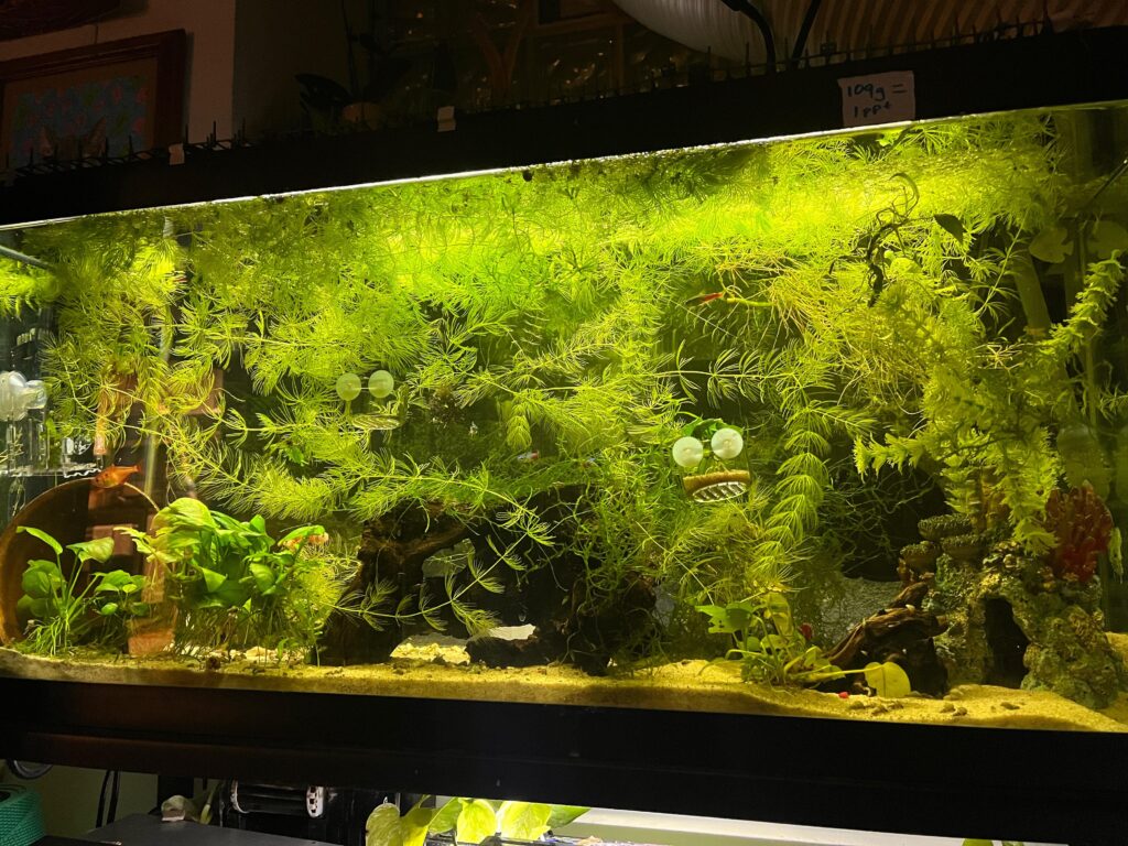 An image of a large and heavily planted fish tank that also contains many natural hiding spaces, with some fishes swimming it it. 