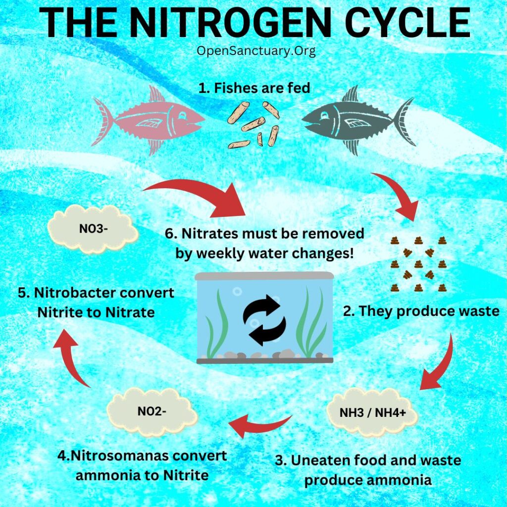 A chart depicting the Nitrogen Cycle. The chart is labelled "Nitrogen Cycle" and is set on a blue and aqua backgrond. It depicts a circular process. Step one shows two fishes enjoying pellets, with the label "fishes are fed." Step 2 shows a stylized image of fish waste with a label "they produce waste." Step three shows a cloud labeled NH3/NH4+ and is labelled "uneaten food and waste produce ammonia." Step four shows a cloud labelled NO2- and is labelled "Nitrosomanas convert ammonia to nitrite." Step five shows a cloud labelled NO3- and is labelled "Nitrobacter convert Nitrite to Nitrate." Finally, Step six shows an image of a tak with arrows arranged in a circle, depicting a cleaning cycle, and is labelled "nitrates must be removed by weekly water changes!" 