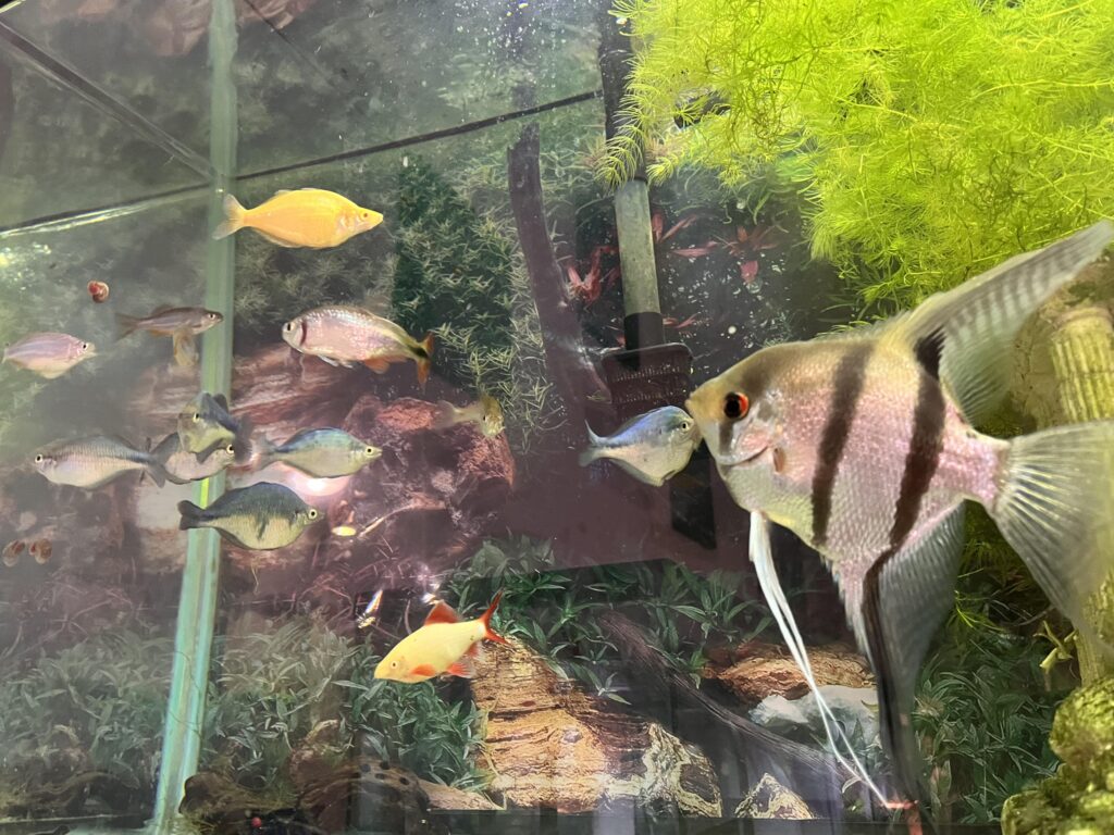 An image of a small community of fishes swimming on the left side of  a heavily planted tank with wooden decor, and a large angel fish on the right, along with a small rainbow shark at the bottom of the tank. 
