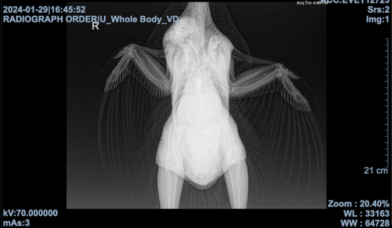 radiograph of a chicken's body