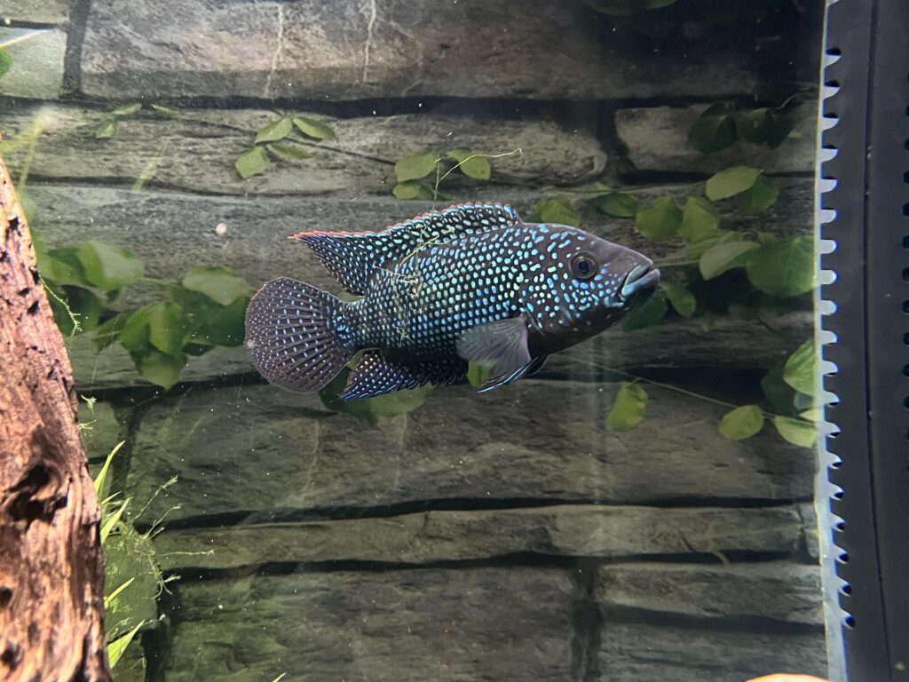 An image of a black fish, spotted with blue swimming in a tank with a rock background as well as a wooden decor feature and plantings. 