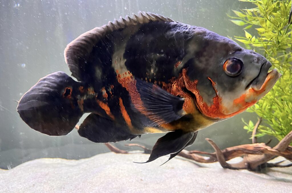 An image of a black, orange and grey Oscar fish swimming in a planted tank. 
