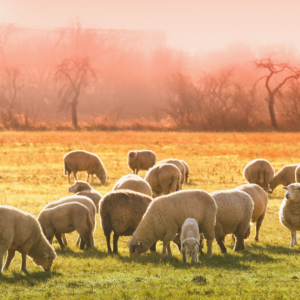 A herd of sheep graze in a field full of rich, green grass. There is the outline of trees in the background and the sky is a beautiful shade of pinks and oranges.