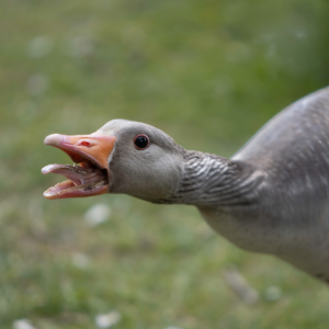 A grey goose extends their neck and hisses, revealing their tongue.