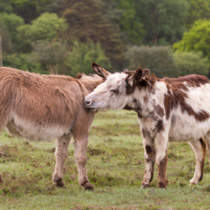A grayish donkey and a white and brown spotted donkey groom each other using their mouths.