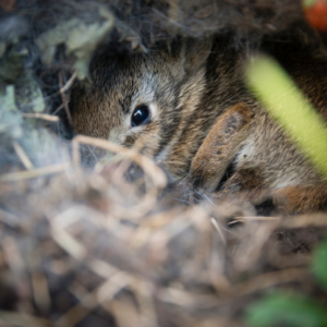 Brown baby bunnies hide deep in a nest of dried grass and fur.