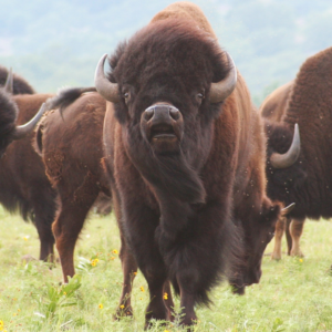 An American Bison bellows towards the camera in a threat display while their herd forages behind them.