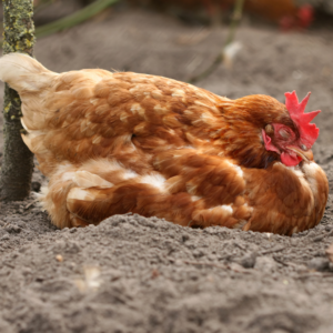 A brownish-red hen is nestles down in the dirt sleeping.
