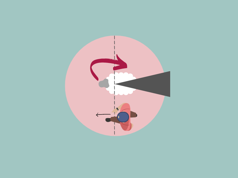 This graphic is similar to the other graphics above showing how sheep will move depending on where their flight zone is entered, however, this graphic also has the line depicting the point of balance. Arrows show that as a human moves from the back of the sheep toward their head and crosses their point of balance, the sheep will turn to their right 180 degrees and move away from them.