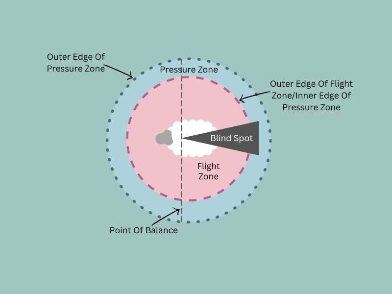 This graphic is the same of the original graphic showing flight zone and pressure zone, but with the addition of a dotted line running across the sheep's shoulders. This line is labeled "Point Of Balance."