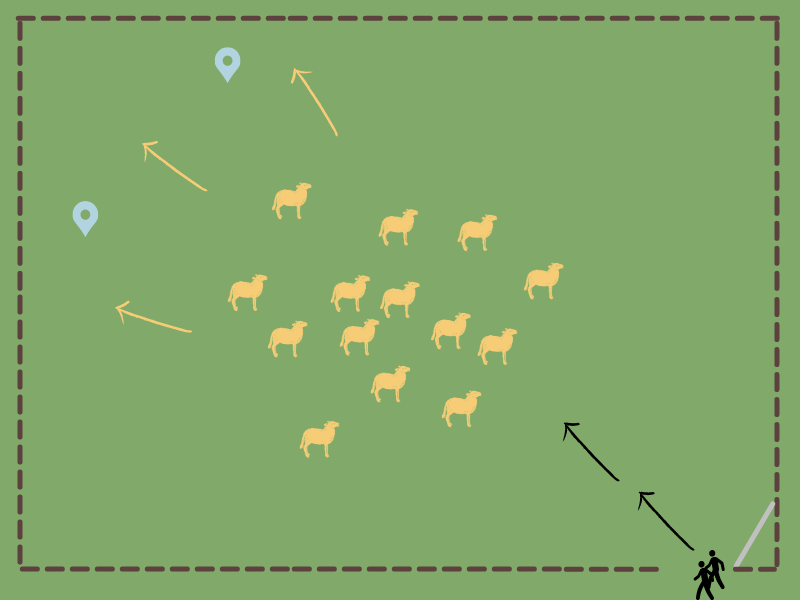 Similar graphic as a above, but arrows indicate that if the humans walk directly toward/through the sheep, the sheep will turn around and move away from them (and the gate).