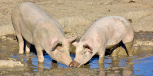 Two pink pigs stand in muddy water, rooting around with their noses touching.
