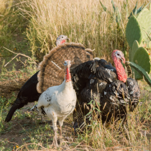 Three turkeys, two female and one male, stand in a field with tall grasses and cacti.