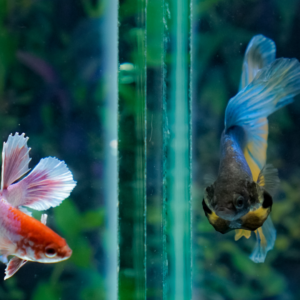A red and white male betta and a blue, black , and yellow male betta face off with threat displays with a glass wall between them.