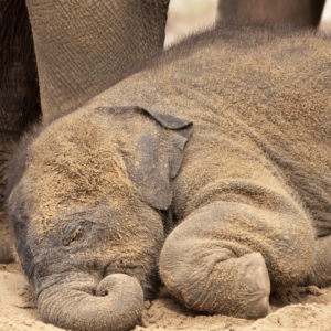 A baby elephant sleeps on the ground, covered in dirt.