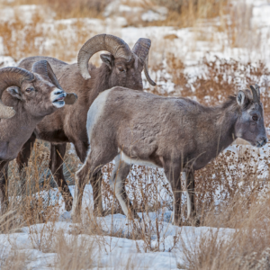 Two mountain goat rams and a female stand in a snowy field with brown grass. One of the males has his head and lip lifted in the Flehmen response.