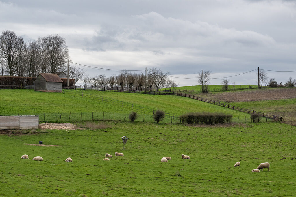 Eleven sheep relax  in a green pasture.