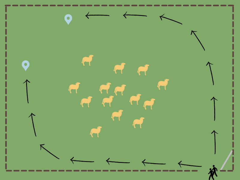 Same graphic as above, but with the addition of two humans at the gate. Blue markers show where the humans should position themselves behind the flock and arrows show that they should get to those spots by walking around the group and giving them plenty of space.