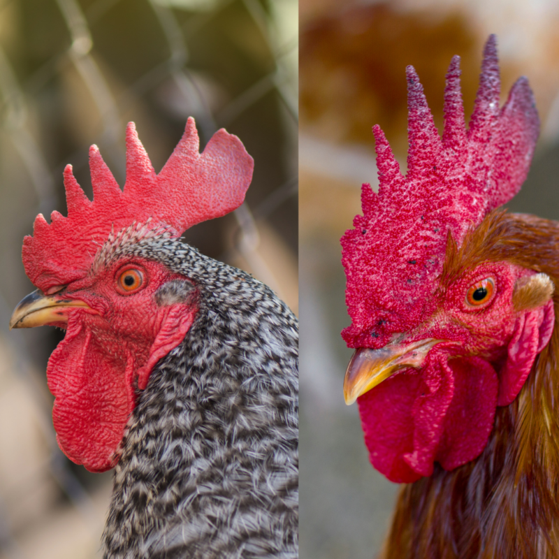 Behavior 102 For Animal Sanctuaries: Communication - The Open Sanctuary ...