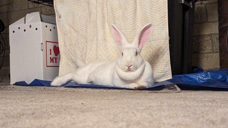 a large white rabbit lays down in a carpeted room