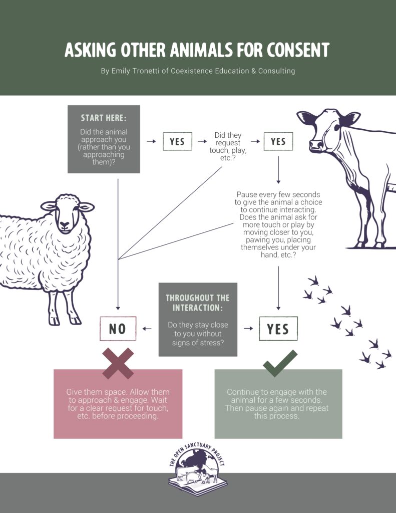 This is an infographic that guides people through consent-based interactions. The title of the infographic is "Asking Other Animals for Consent by Emily Tronetti of Coexistence Education and Consulting". The guide is white, grey, green, and red. There is an illustration of a sheep on the left, an illustration of a cow on the right, and The Open Sanctuary Project's logo at the bottom of the infographic. The text inside the infographic leads readers in two directions. The first path begins with a text box that says "Start Here. Did the animal approach you, rather than you approaching them?". This path leads to a small text box that says "yes", which leads to more text that says "DId they request touch, play, etc.?", which to either a "yes" or a "no". The "yes" text box leads to text that says "Pause every few seconds to give the animal a choice to continue interacting. Does the animal ask for more touch or play by moving closer to you, pawing you, placing themselves under your hand, etc.?". This text leads to another text box that says "yes", which leads to a green text box that says "Continue to engage with the animal for a few seconds. Then pause again and repeat this process". The second path from the "start here" text box leads readers to a small text box that says "no", which leads to a red text box that says "Give them space. Allow them to approach and engage. Wait for a clear request for touch, etc. before proceeding". There is also a green text box in the middle of the infographic that says "Throughout the interaction, do they stay close to you without signs of stress?". This box leads either to the "Yes" or the "No".