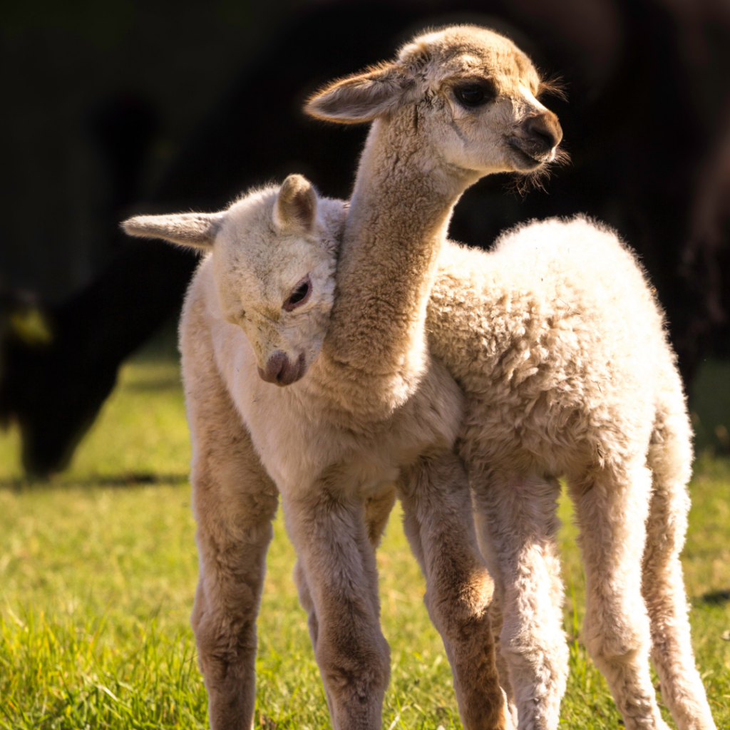 Two white baby alpacas stand in a green field while one ttempts to engage the other in play by placing their head and neck over the other's.