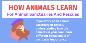 This banner has the title "How Animals Learn: For Animal Sanctuaries And Rescues". A smiling brown-skinned woman holds a white rabbit in her lap. Next to her are the words "If you work at an animals sanctuary or rescue, understanding how animals learn different behaviors is of particular importance."