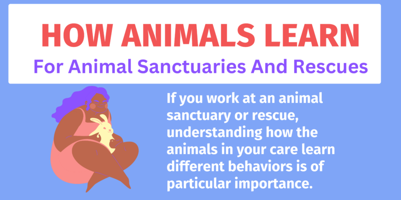 How Animals Learn Infographic - The Open Sanctuary Project