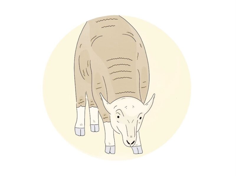 Illustration showing a sheep standing with their head low to the ground and their ears pulled back.