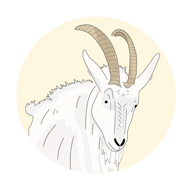 Illustration showing a goat with their hackles up, ears pulled back, and head tilted down.
