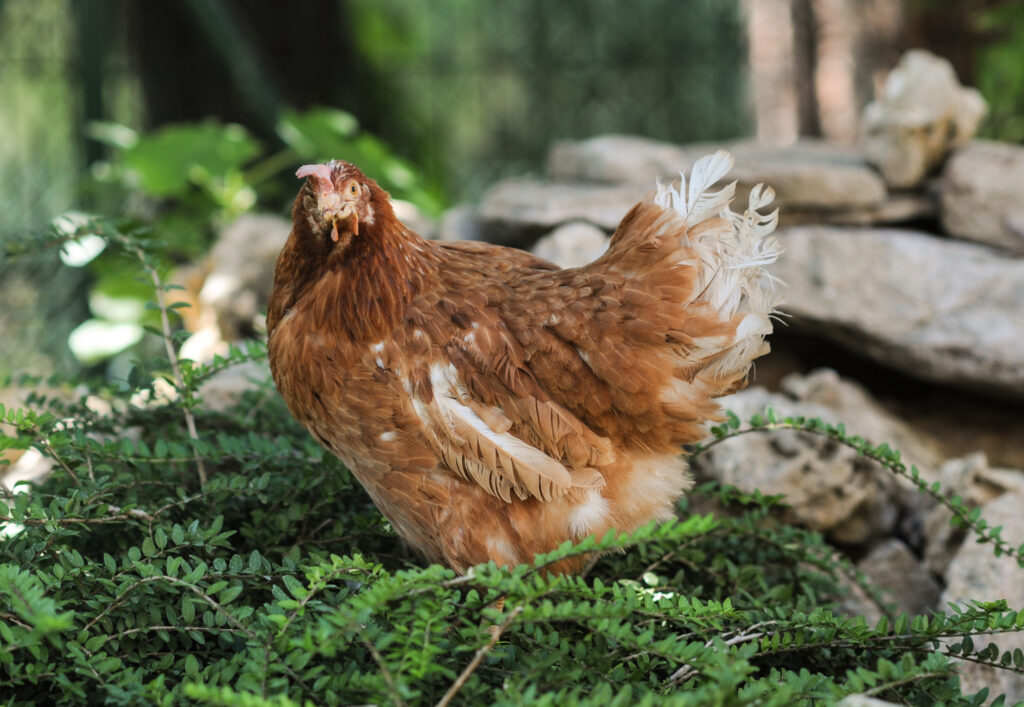 A photograph of a reddish brown chicken who is tilting their head towards the camera. They are standing stop some greenery. In the background, there are rocks.