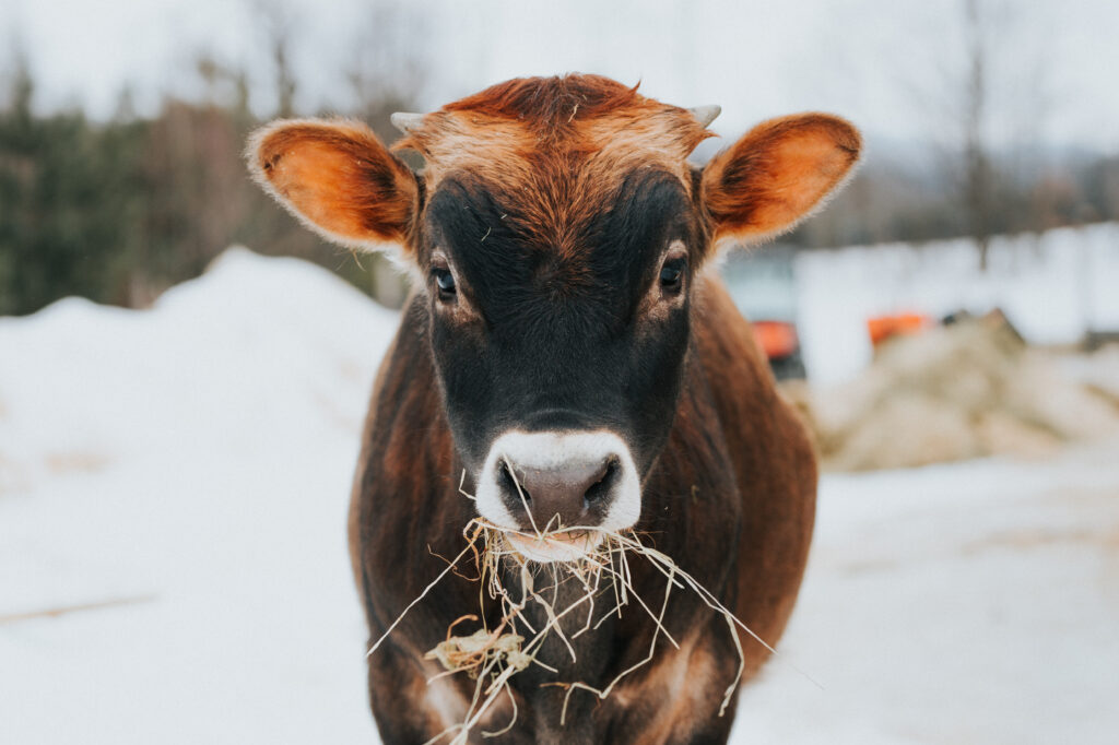 A photograph of a brown cow who is looking at the camera while eating hay. There is snow in the background.