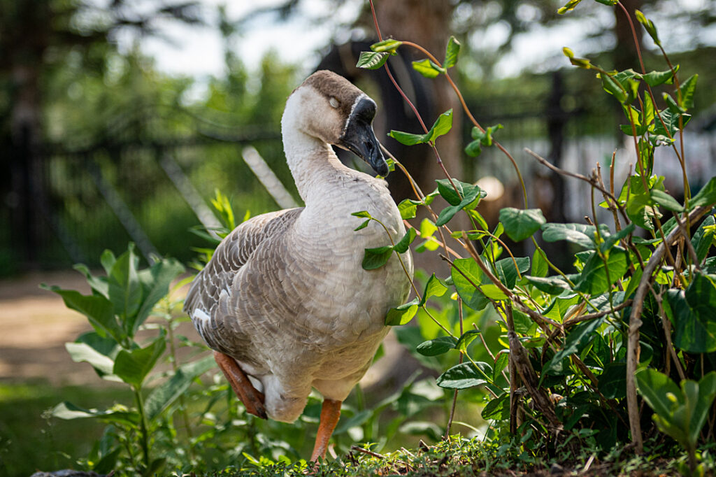 A goose stands on one leg to rest with their eyes closed. They are standing amongst some green shrubbery. 