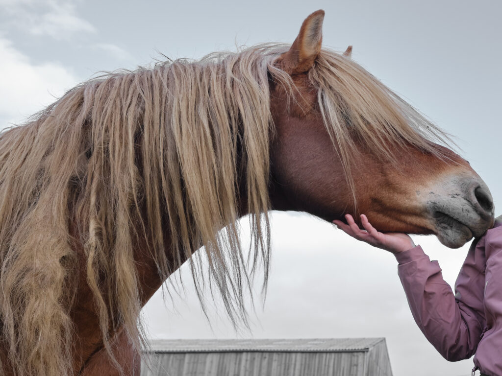 This is a photograph of the side of a brown horse with blonde hair. The horse's eyes are covered, but they are reaching towards a person on the right side of the photo. The person is wearing a light purple jacket and is resting their hand underneath the horse's chin.