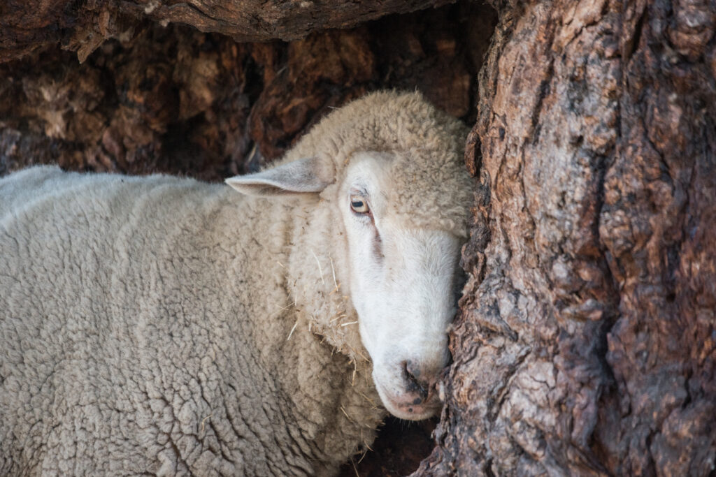 Molly sheep rubs her head against a tree at Freedom Hill Sanctuary.